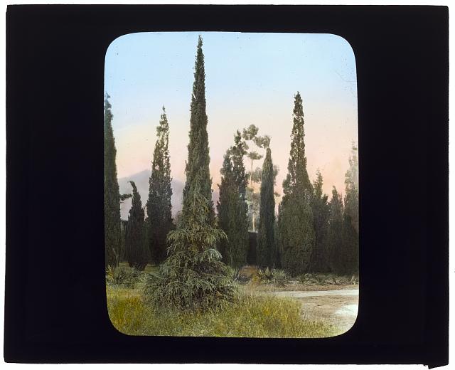 &quot;El Fureidis,&quot; James Waldron Gillespie house, Parra Grande Lane, Montecito, California. Italian Cypress: Johnston (Frances Benjamin) Collection, Prints &amp; Photographs Division, Library of Congress, LC-DIG-ppmsca-16038