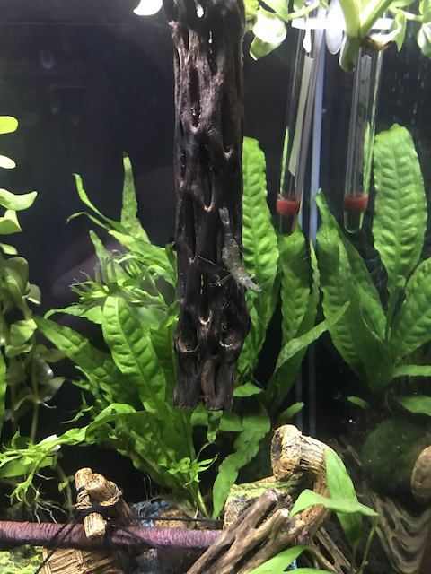 Aquarium - Shrimp